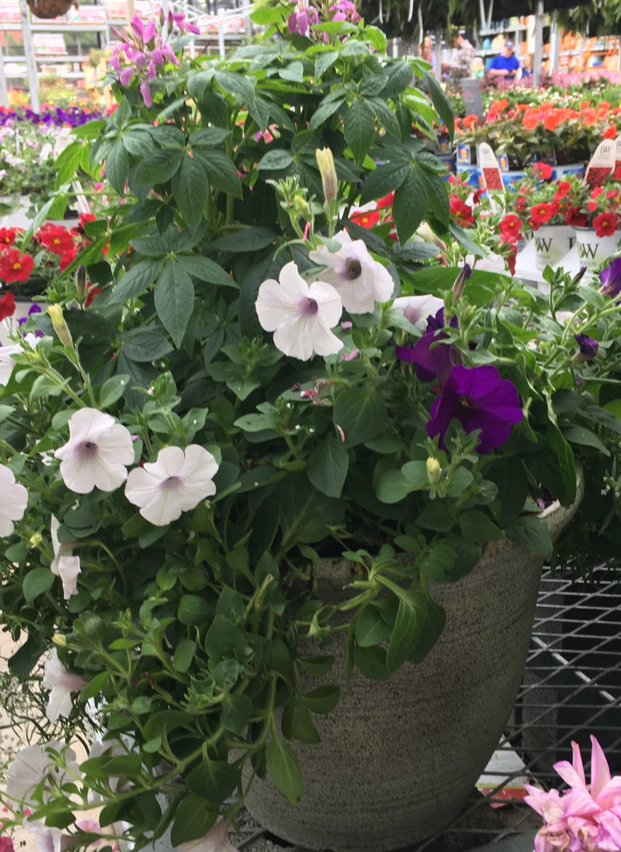 7Karthur's tweet photo. ❤️These beautiful Chatham Planters are my☀️sunshine on this🌥cloudy day! Camera shy shoppers are taking home these 2 carts of shrubs from Kingston Pike Home Depot! #HD730 #vanwingerdenstyle @jaybisping @Jaydeckard @NealMattison @VWIGreenhouse @RyanDon77463401 https://t.co/Nv2iMKzQRo