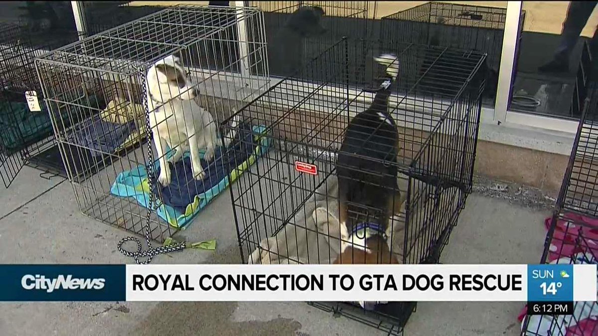 Royal connection gives local shelter a boost. WATCH: ow.ly/dSRx30jCsKo https://t.co/HiDXwRqGJ1