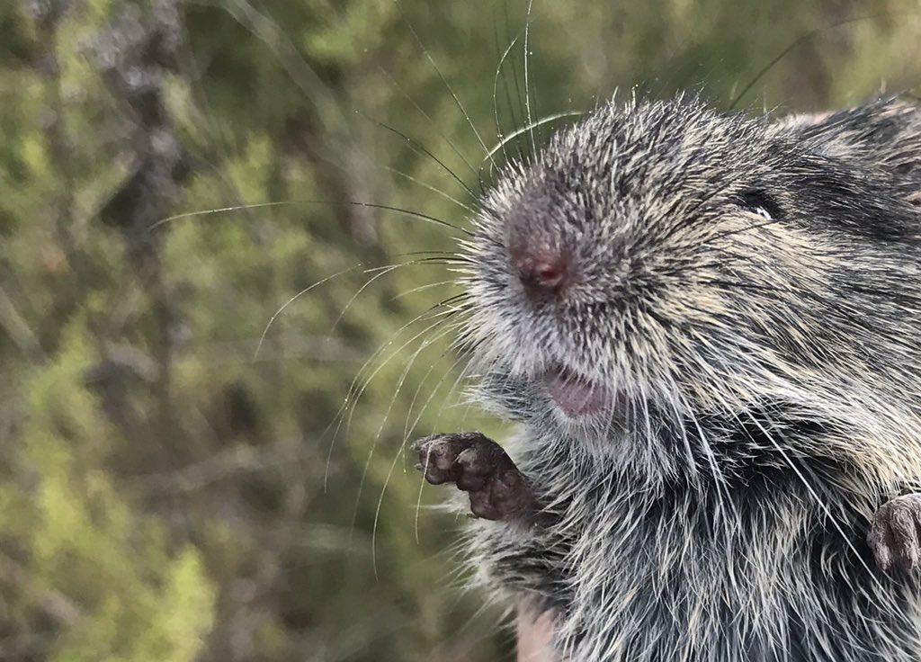 Wild_Gramps's tweet photo. I'm a Heath mouse, upgraded recently to endangered federally, the Grampians is one of my strongholds as far as our species goes. I hope humans will start to actively start to fight climate change so I have a more certain future.
I also think I should be named the cute faced mouse https://t.co/SFNMhOPBCD