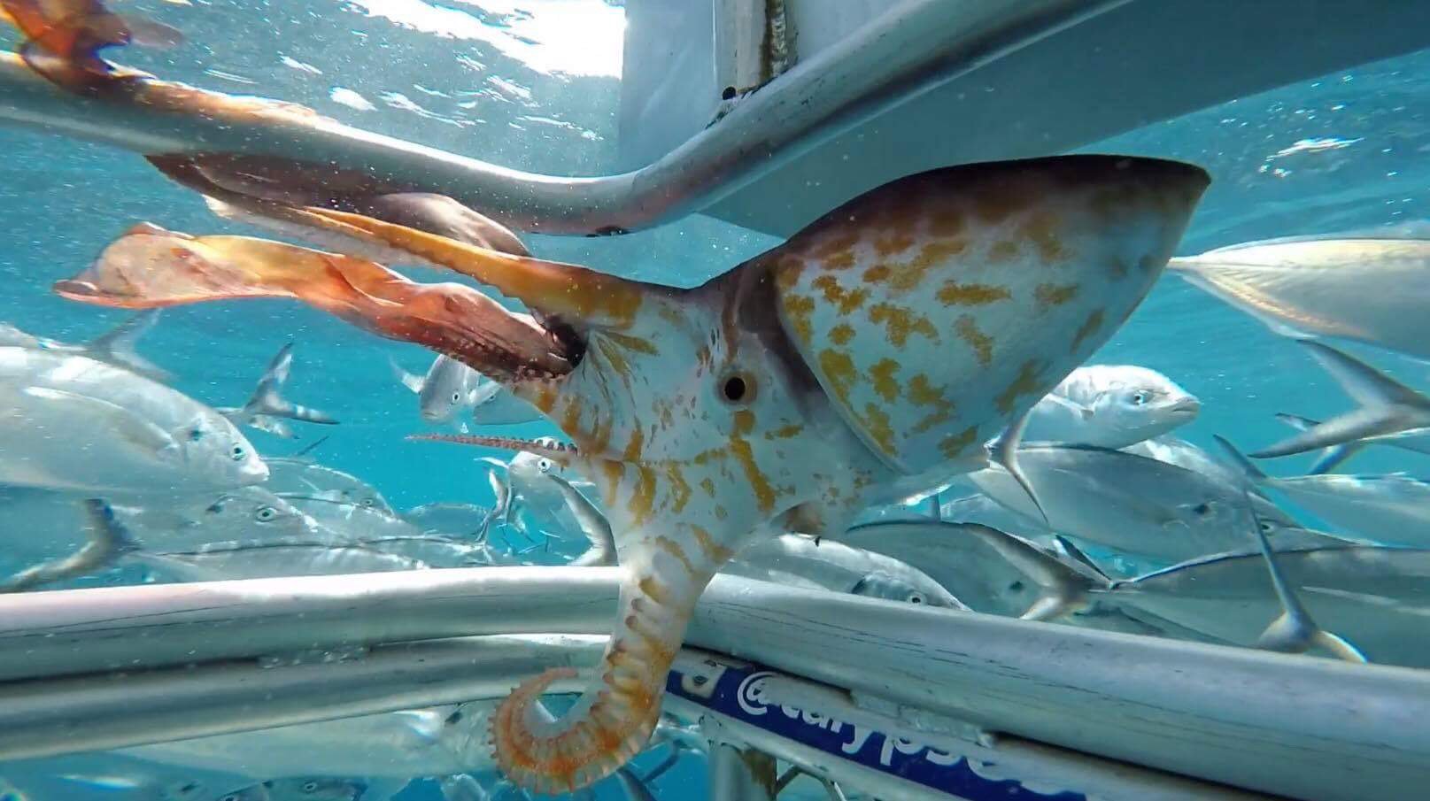 SA Department for Environment & Water on Twitter "RARE OCTOPUS SPOTTED