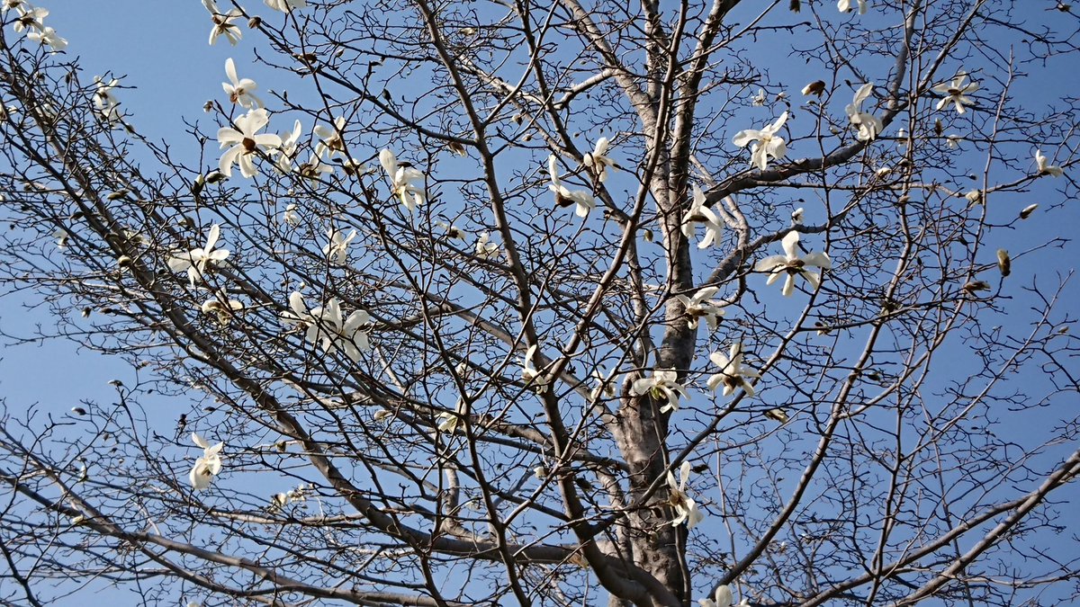 Seiichi Iharaさんのツイート コブシの花 急に咲きだした キタコブシ 北こぶし 白い花 花言葉は友情 友愛 愛らしさ Sapporo