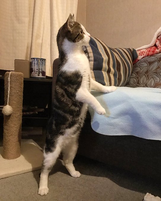 Twitterで画像を見る