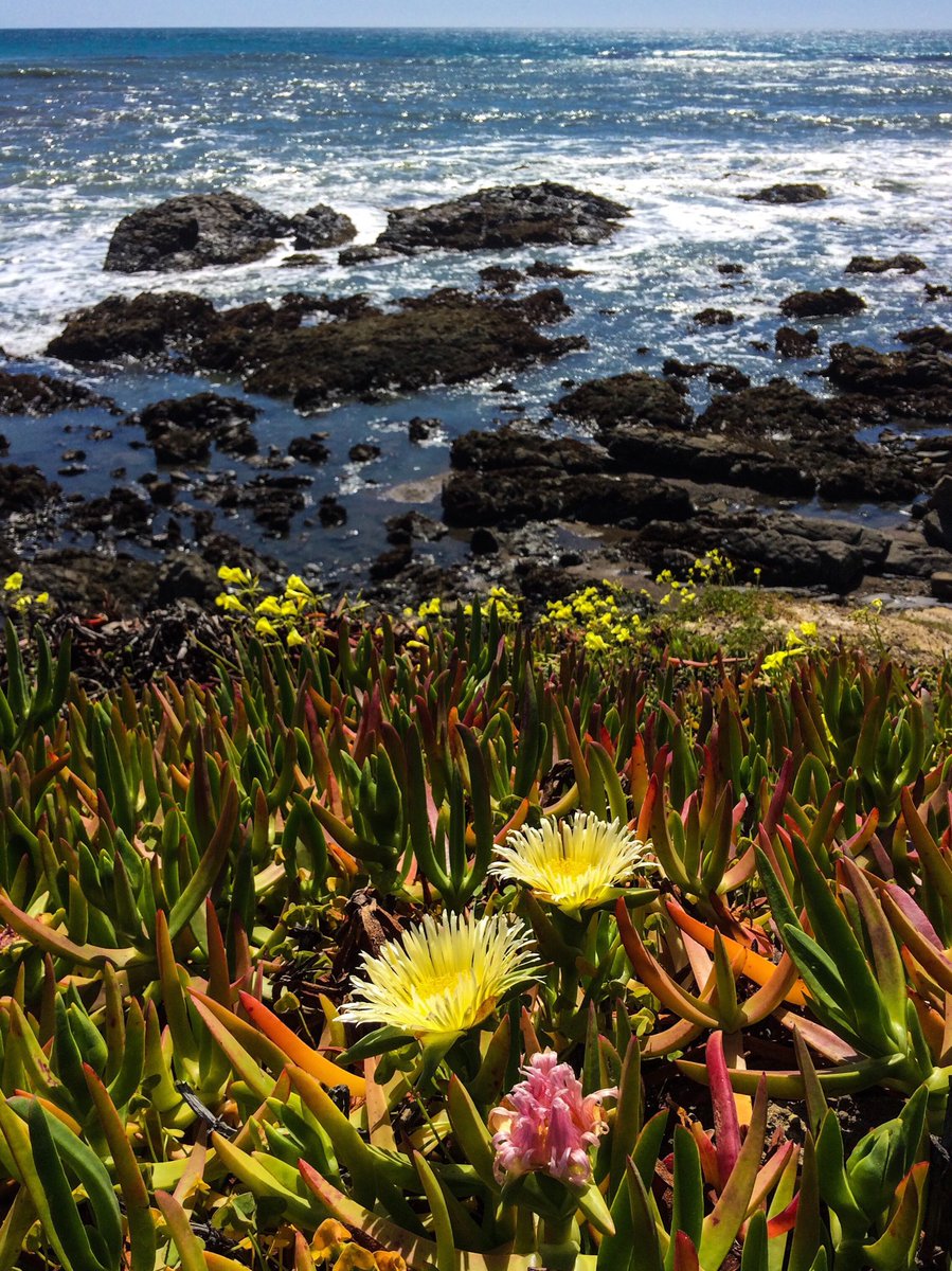 ThColoradoImage's tweet image. Central coast in April. #Cambria