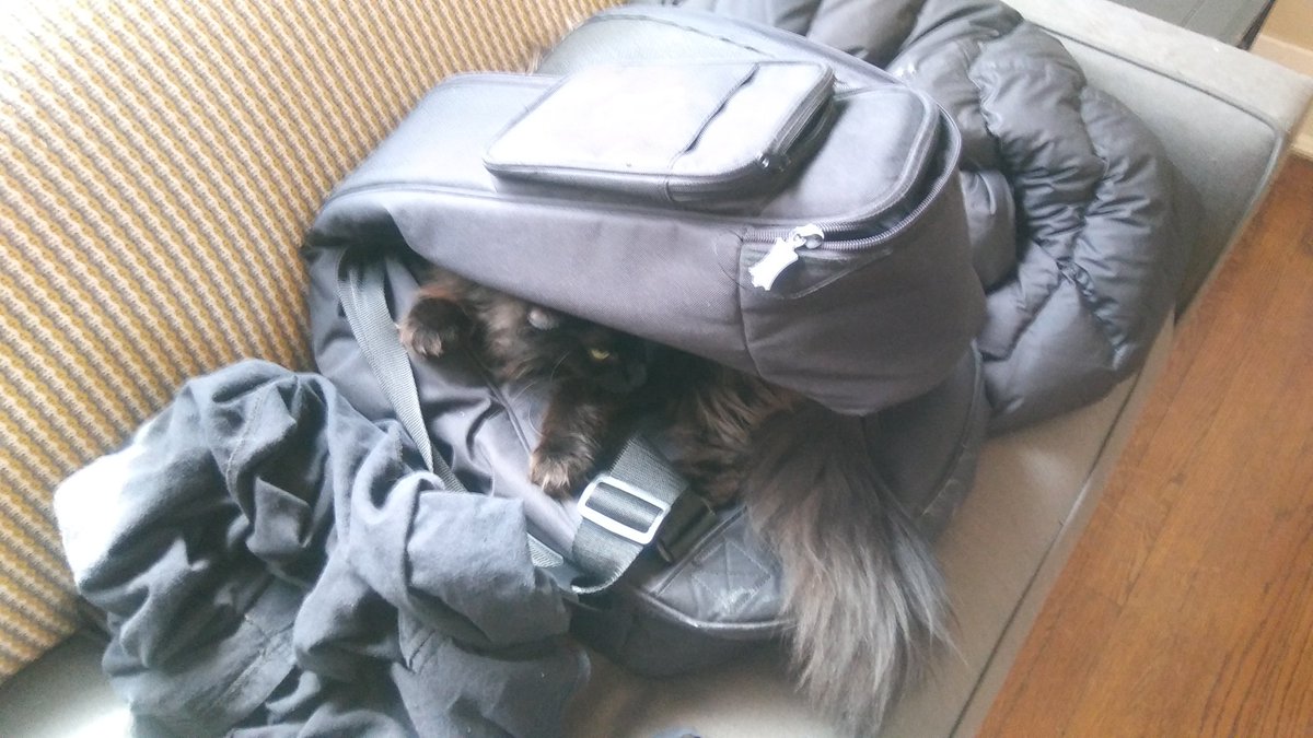 q4qcast's tweet photo. Bubby has vowed to stay inside this guitar case until y'all share Queer4Queer with your friends &amp; leave us a nice review on ITunes. 
Help free Bubby! 
#FreeBubby #catstagram #QueerTwitter https://t.co/sC5oKK9xds