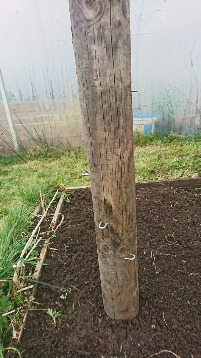 PolyTunnelDad's tweet photo. Just finished up-cycling some old posts. Can you guess what I've planted at the base? #giy #Gardening #vegetables #upcycling https://t.co/NrLE7EPkFZ