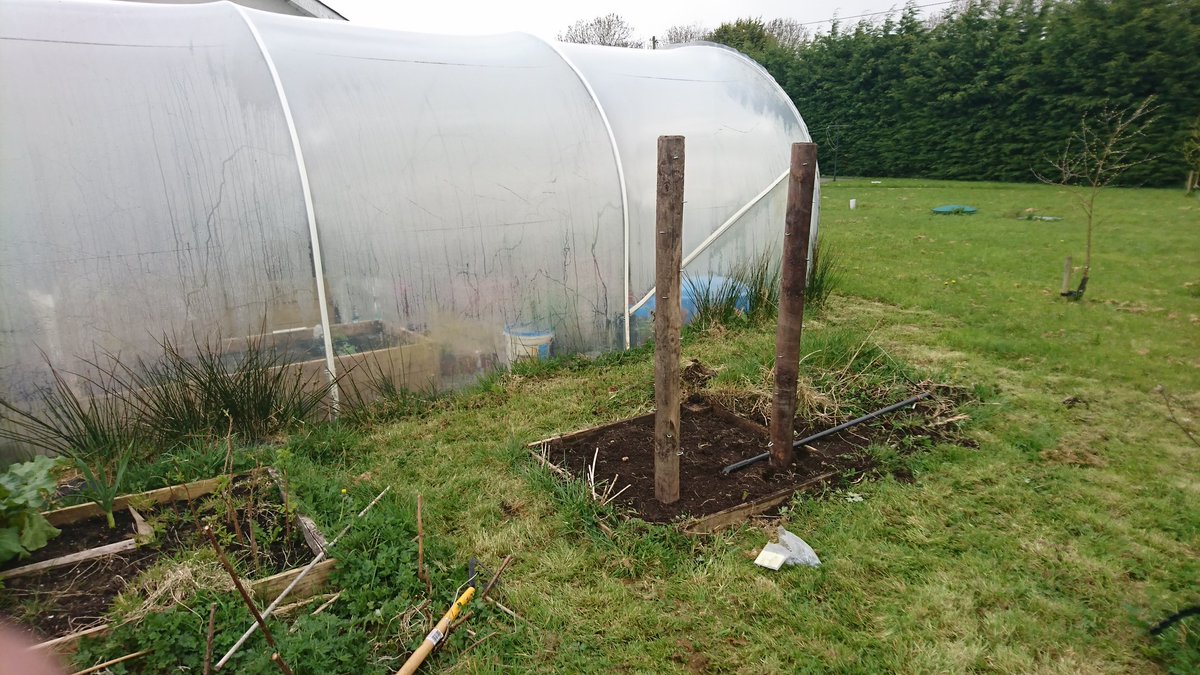 PolyTunnelDad's tweet photo. Just finished up-cycling some old posts. Can you guess what I've planted at the base? #giy #Gardening #vegetables #upcycling https://t.co/NrLE7EPkFZ