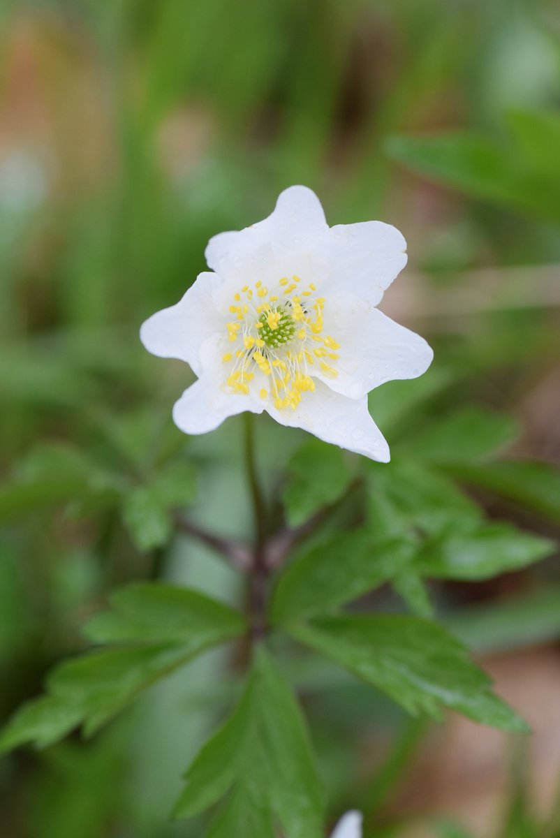 Wood anemones! #woodlandplants #wildflowerhour