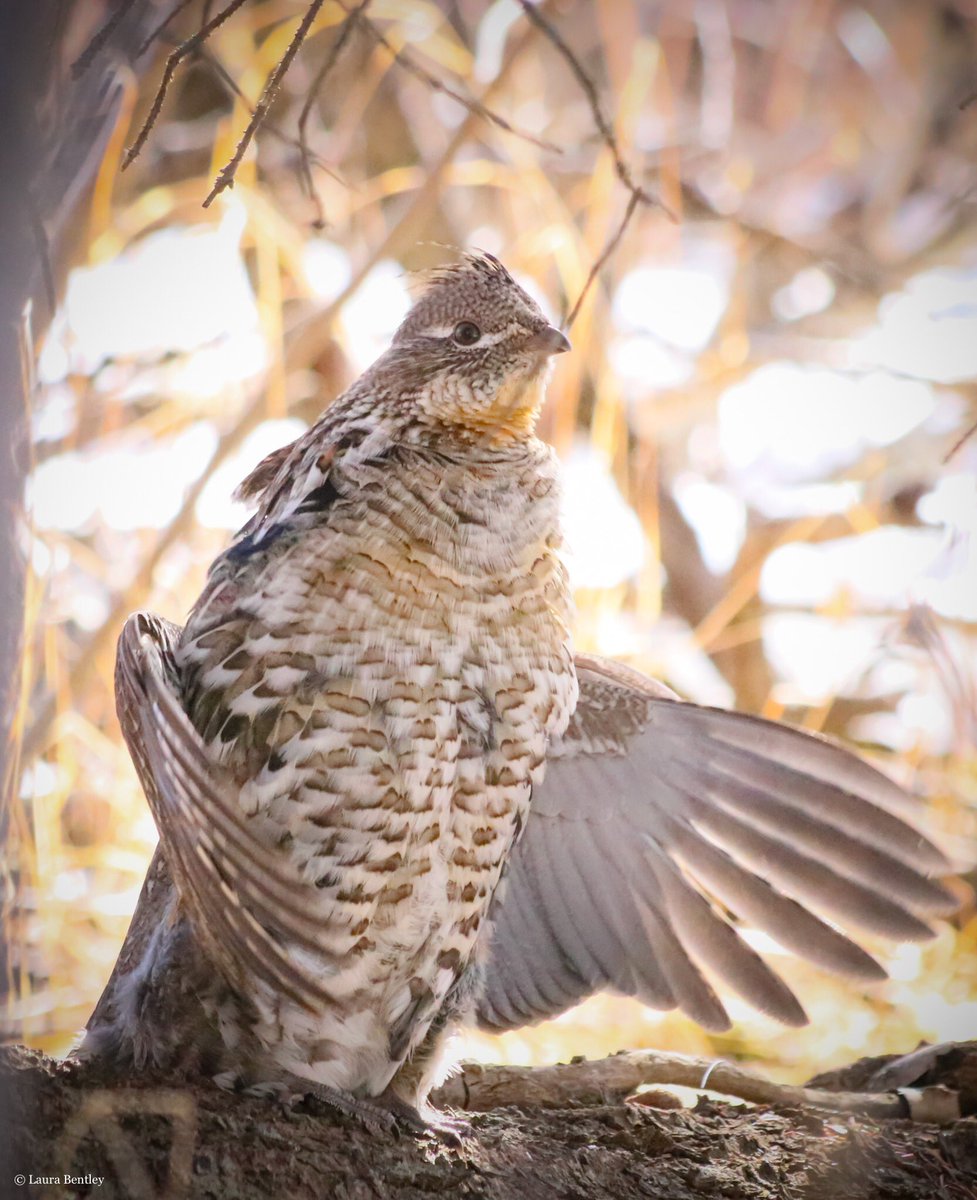 There’s only one way for me to say Happy #EarthDay which  should be every day. Respect It, Protect It & Get out in it. #RuffedGrouse is still drumming away today, I’m savouring every moment of this 😎 #BirdsAreBeautiful