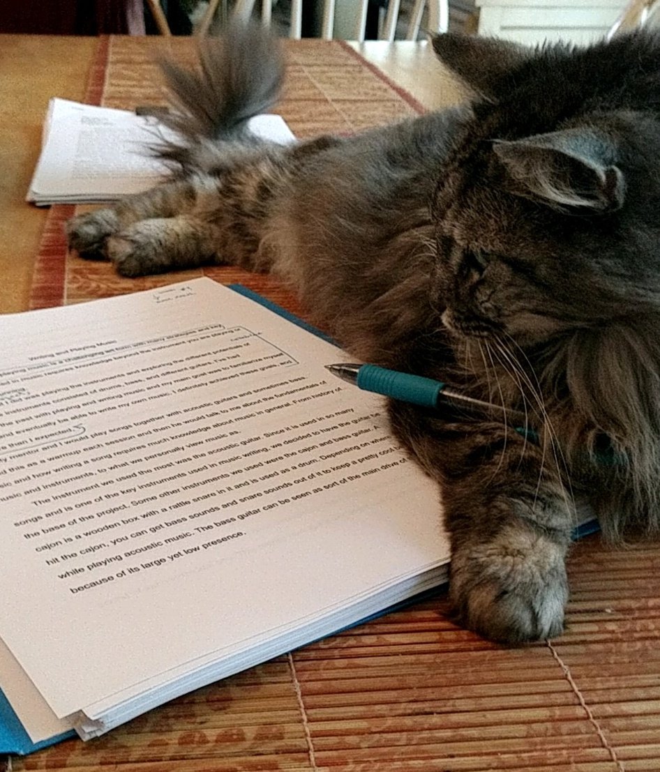 jillieahedgehog's tweet image. I trained the cat on how to grade rough drafts #amgrading #catsoftwitter