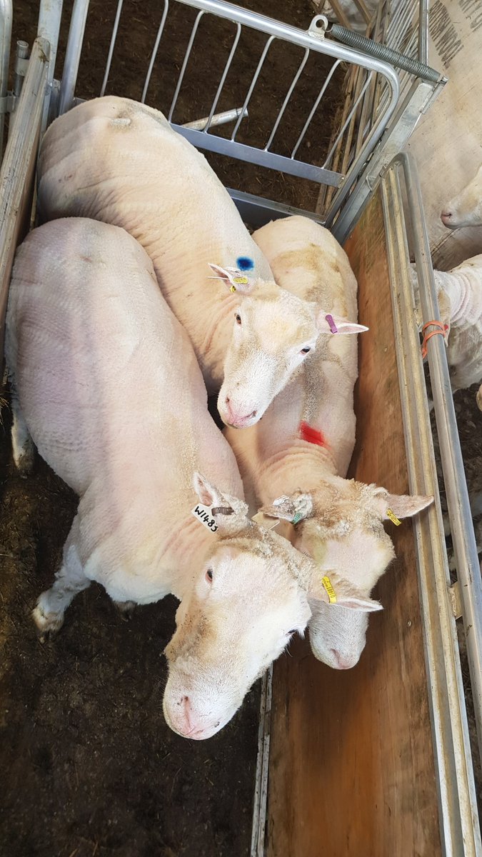 Dorset_Shepherd's tweet photo. Productive Sunday evening selecting tupping groups, BCS, vaccinating and pre tupping bolusing. #sheep365 #toxovax #smarttrace #recorded #PollDorsets #tupping18 https://t.co/tOXl7mVkkv