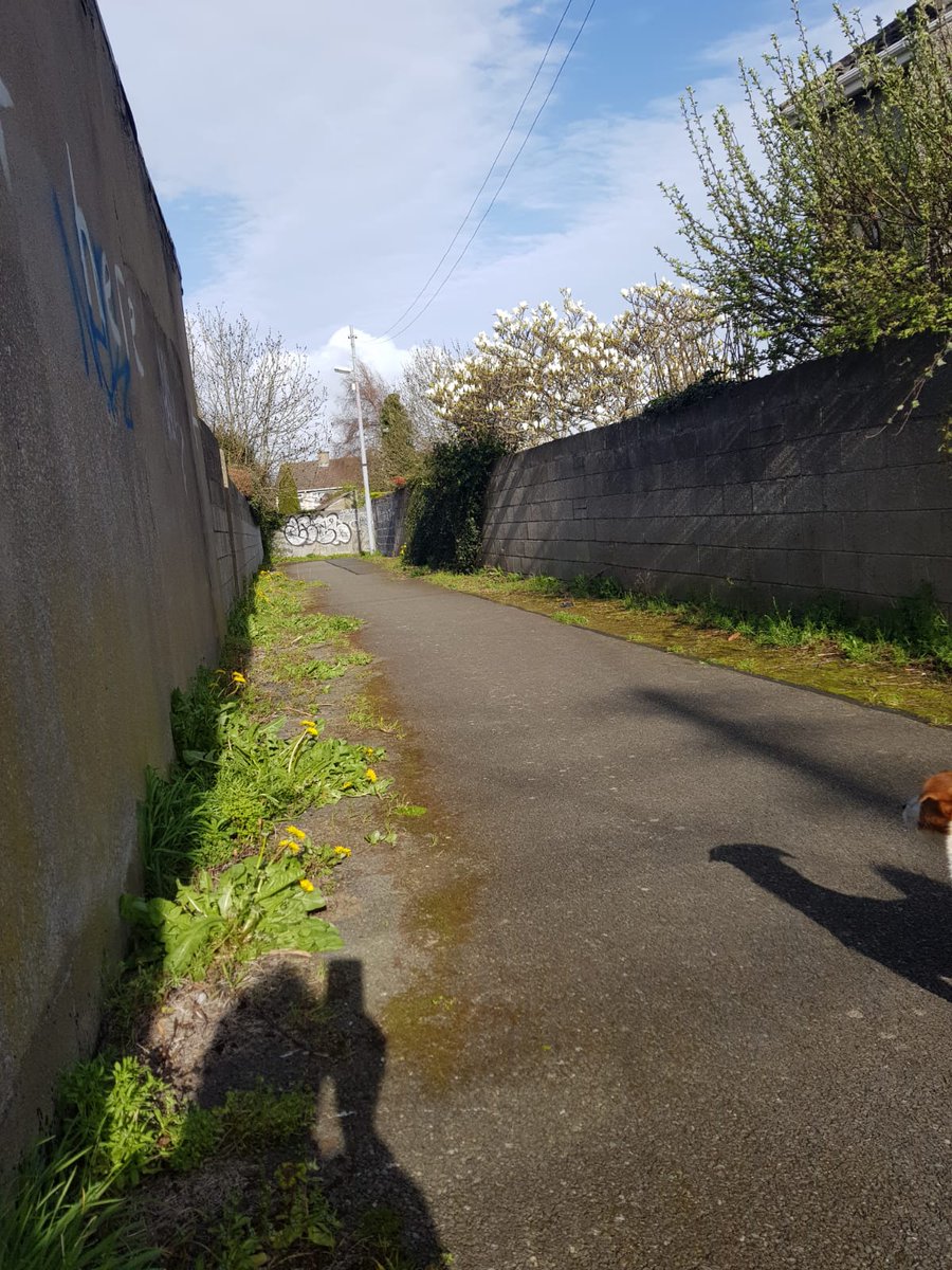 ResidentBDRA's tweet photo. 2 pictures before and after of a transformed laneway between no 49 &amp; 51 Ballyroan Rd by Colaiste Eanna Students,BDRA and Volunteers on Thursday and Friday.Great effort,well done! https://t.co/U17oMyE8rc