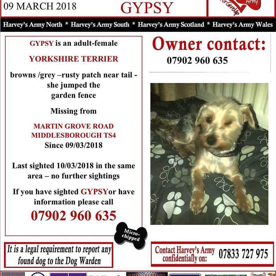 rosiedoc666's tweet photo. #bringGypsyhome
GYPSY #stillmissing
๐female #YorkshireTerrier
๐jumped #gardenfence
๐#Middlesborough #TS4
๐9/3/18
๐#substantialreward
DOGS DO NOT JUST VANISH
Either she hiding scared or SOMEONE has her ๐ช https://t.co/OzDFU1uvkR