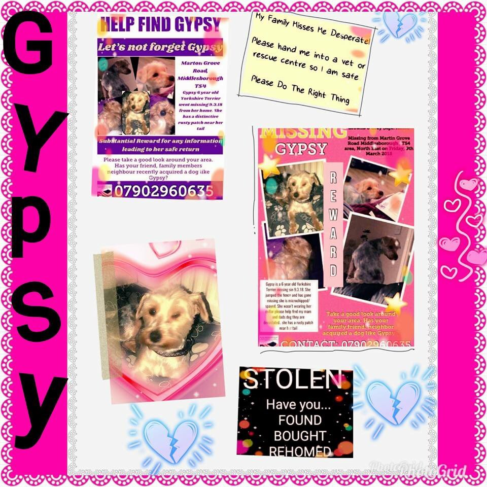 rosiedoc666's tweet photo. #bringGypsyhome
GYPSY #stillmissing
๐female #YorkshireTerrier
๐jumped #gardenfence
๐#Middlesborough #TS4
๐9/3/18
๐#substantialreward
DOGS DO NOT JUST VANISH
Either she hiding scared or SOMEONE has her ๐ช https://t.co/OzDFU1uvkR