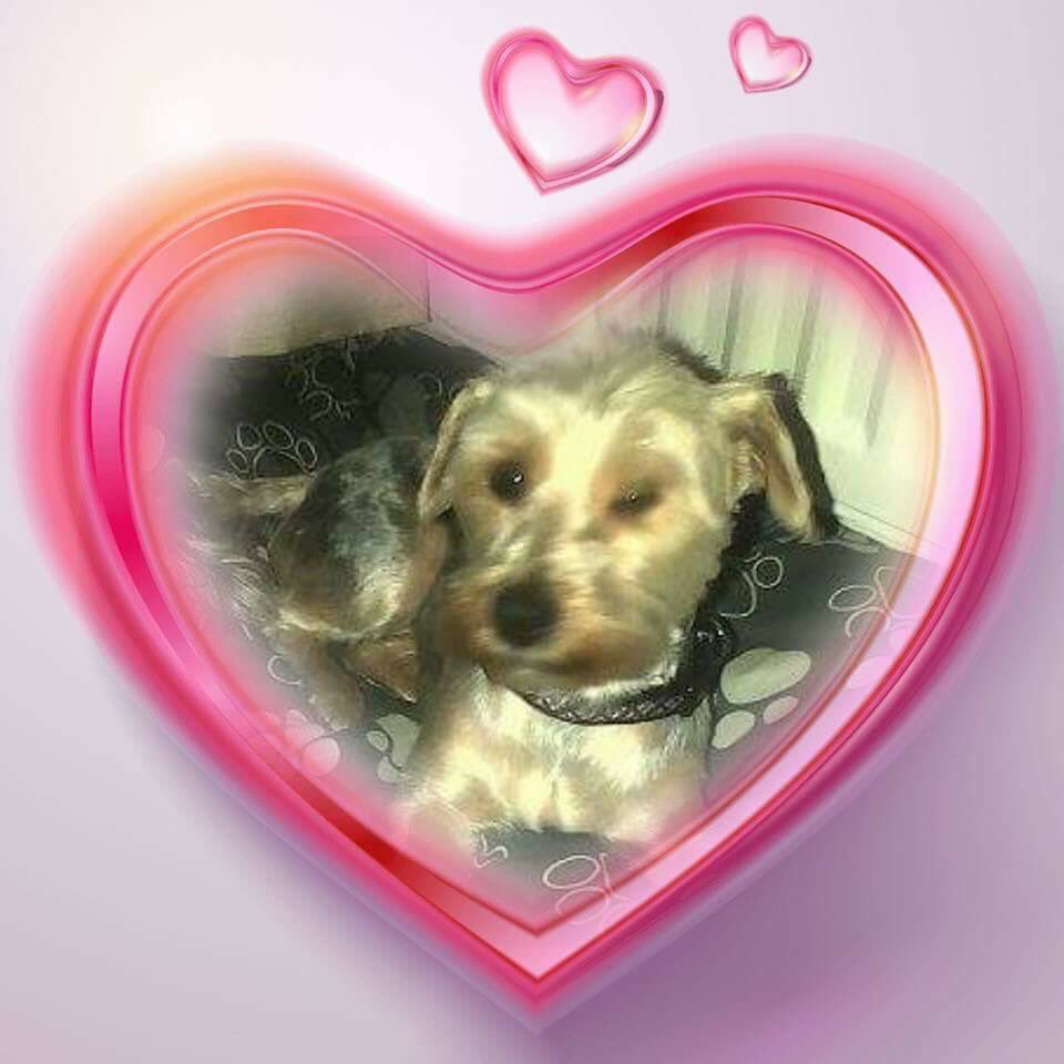 rosiedoc666's tweet photo. #bringGypsyhome
GYPSY #stillmissing
๐female #YorkshireTerrier
๐jumped #gardenfence
๐#Middlesborough #TS4
๐9/3/18
๐#substantialreward
DOGS DO NOT JUST VANISH
Either she hiding scared or SOMEONE has her ๐ช https://t.co/OzDFU1uvkR