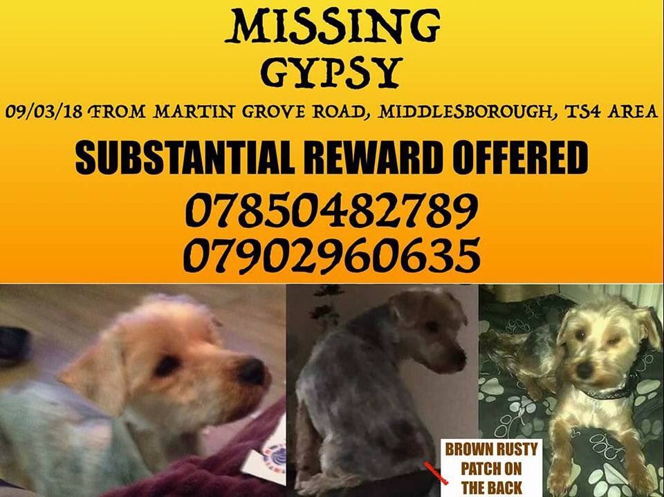 rosiedoc666's tweet photo. #bringGypsyhome
GYPSY #stillmissing
๐female #YorkshireTerrier
๐jumped #gardenfence
๐#Middlesborough #TS4
๐9/3/18
๐#substantialreward
DOGS DO NOT JUST VANISH
Either she hiding scared or SOMEONE has her ๐ช https://t.co/OzDFU1uvkR