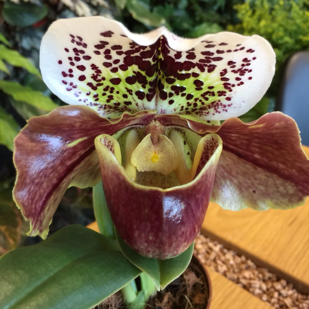 ExoticPlantStud's tweet photo. Paphiopedilum American hybrid 🇺🇸 #orchids #paphiopedilum #American #USA #xxl #blossom https://t.co/shSs9Ymck2
