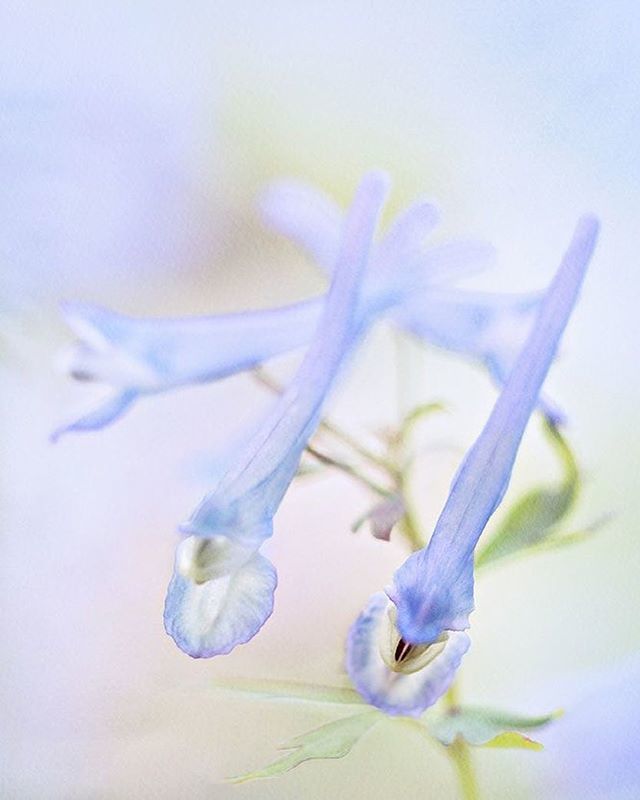 lowcarbvistas's tweet photo. #floralphotography ⠀
#flowerPhotographs #RosieNixon #Scottishartist #scotland ⠀
⠀
#florals #flowers #flowerstagram #flowersofinstagram #macro_moves #flowerporn #flowerstalking #flowerpower #flowerphotography #flowersmakemehappy #flowerlover #flowerar… https://t.co/BPcPczOv0g https://t.co/UdAJyHAH52