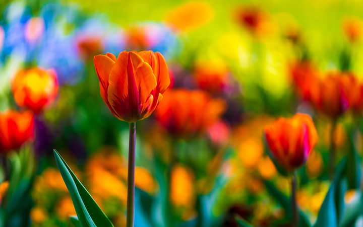 1MillionTulips's tweet photo. The Nikon Show on One Million Tulips. Photographer Jim Smith Balloon over Tulip Fields & Peter Cseke Red Tulip. Canadian Tulip Festival May 11th - 21st 2018 #Ottawa #Canada #Nikon #NikonFloralShot #TulipFestival #WorldOfFriendship #WorldOfFlowers https://t.co/fnO0HM4HSk