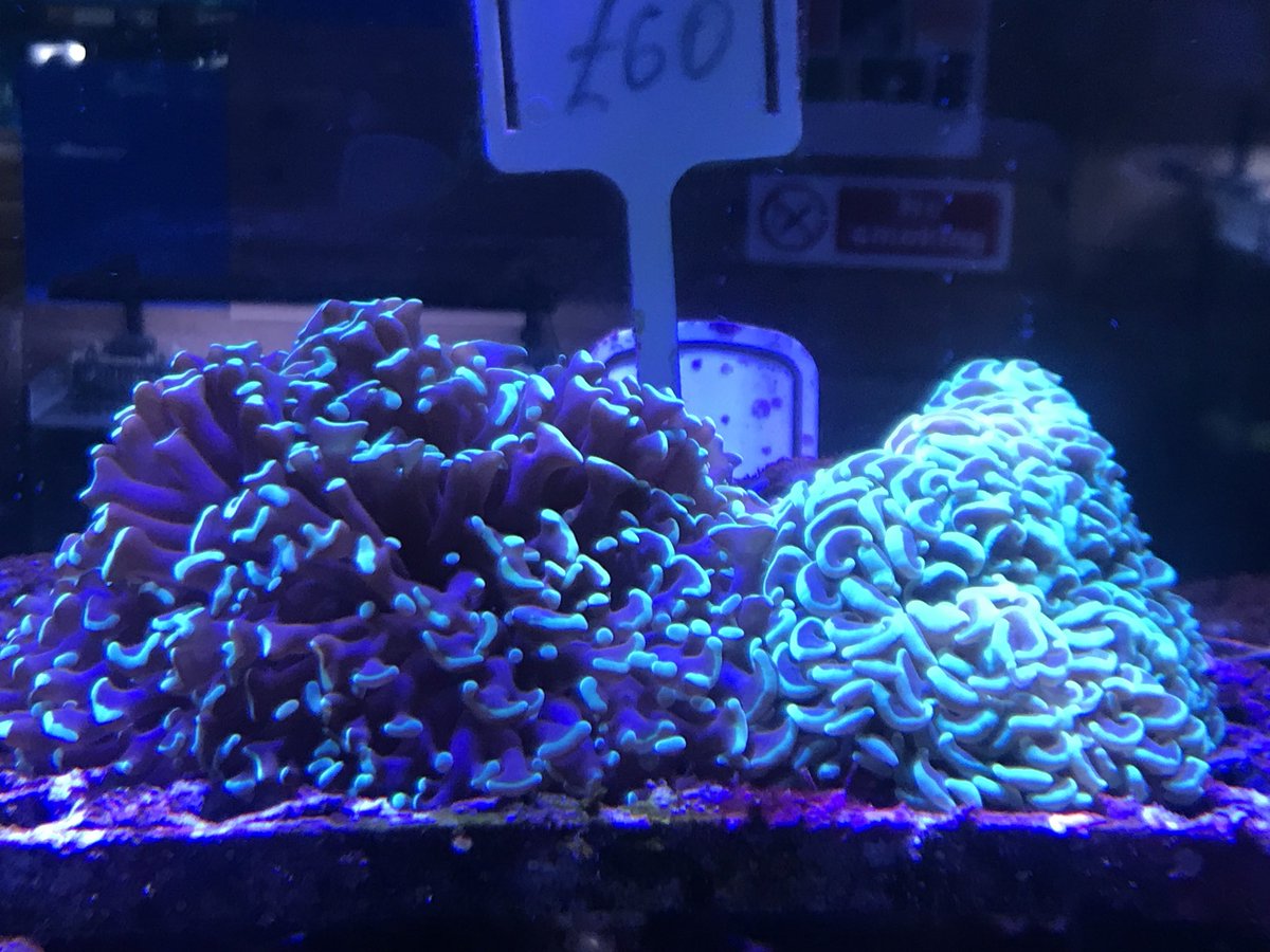 CImicroscopy's tweet photo. Fluorescence at the local nursery Scottsdale!! https://t.co/5sMziUDwg8