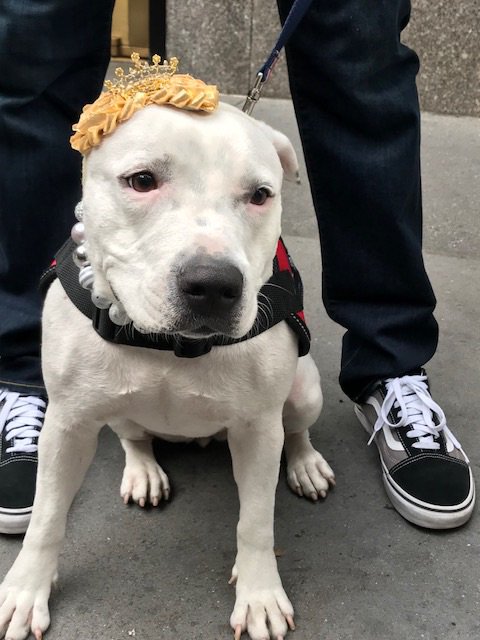 HeroDogAwards's tweet photo. 2017 @AmericanHumane #EmergingHeroDog Abigail showed us what it means to forgive. Read the 2018 #HeroDogs stories - you’ll need tissues! https://t.co/NS3n158fNH https://t.co/cpAGIbVCIm
