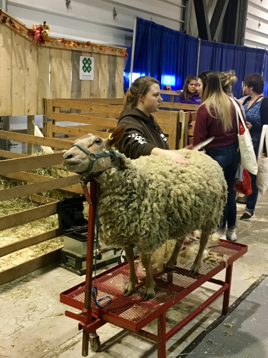 Official4HNS's tweet photo. 🍀🍀Our last demo of the #SSX2018 has begun! Cedar 🐑 is our shining star having her wool sheared!
.
#4HIs4Me #4HNS #LearnToDoByDoing #Let4HReignSupremeIn2018 #4HFamily https://t.co/L6C7iI7VyX