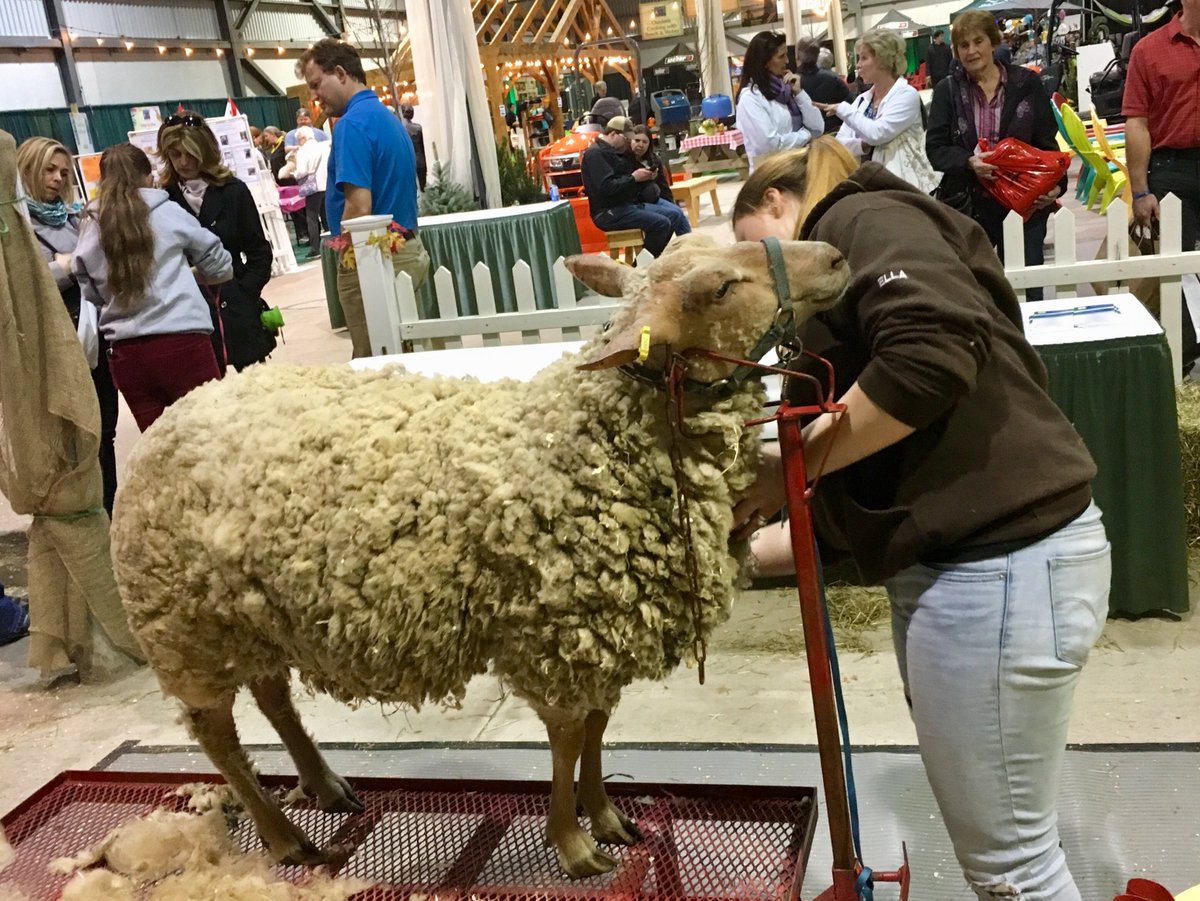 Official4HNS's tweet photo. 🍀🍀Our last demo of the #SSX2018 has begun! Cedar 🐑 is our shining star having her wool sheared!
.
#4HIs4Me #4HNS #LearnToDoByDoing #Let4HReignSupremeIn2018 #4HFamily https://t.co/L6C7iI7VyX