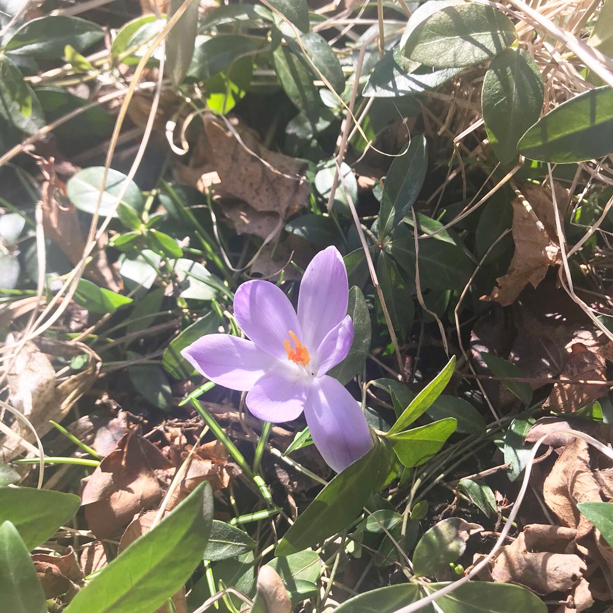 MumNetToronto's tweet photo. So happy to have Spring back! Can you believe we were buried under snow, ice and freezing rain on week ago? Happy Earth Day! #mumnet #torontomoms #torontomamas #springishere #earthday2018 https://t.co/DyANXJpFZw