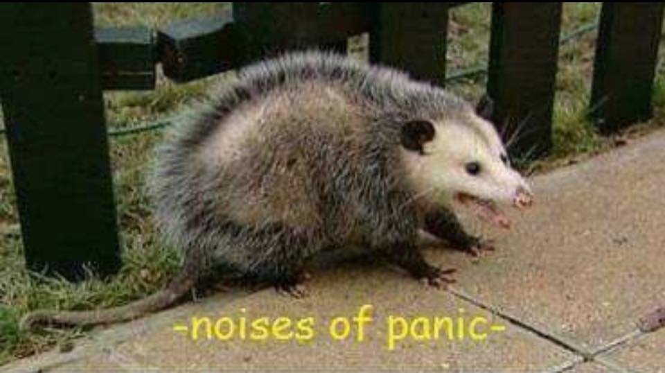 BaronessWhat's tweet photo. #gpoy (via possumcore) https://t.co/HfGrmaZgiU