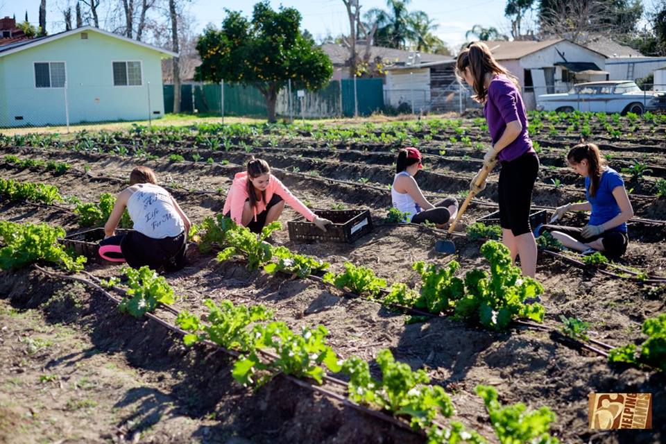 HelpingHandsIE's tweet photo. #HappyEarthDay to #MotherEarth from Helping Hands Pantry, keep the earth green, keep the people fed. https://t.co/e1x3QciERC