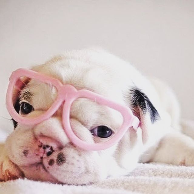yukiyoNB's tweet photo. Monday...
.
.
.
.
.
#monday #mondaymotivation #mondayvibes #puppylove #puppy #animalovers #crueltyfreemakeup #crueltyfree #crueltyfreeskincare #dog #muatips #naturalfoundation #naturalmakeup #naturalskincare #plantbased #organicskincare #organic #green #โฆ https://t.co/86kYjEVJnR https://t.co/VfTQBzIvje