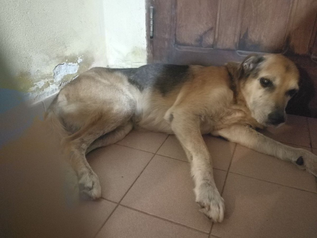 MarcosMmartina's tweet photo. Se que los perros viejos suelen perderse de sus casas para ir a morir, pero no me quiero quedar sin el intento de encontrarlo, SE PERDIÓ en Resistencia-Chaco en la zona de Necochea al 2000, responde al nombre de Maico, comunicarse con 3624259472 DIFUNDIR POR FAVOR🙏🏼 https://t.co/UrlUKJ76T2
