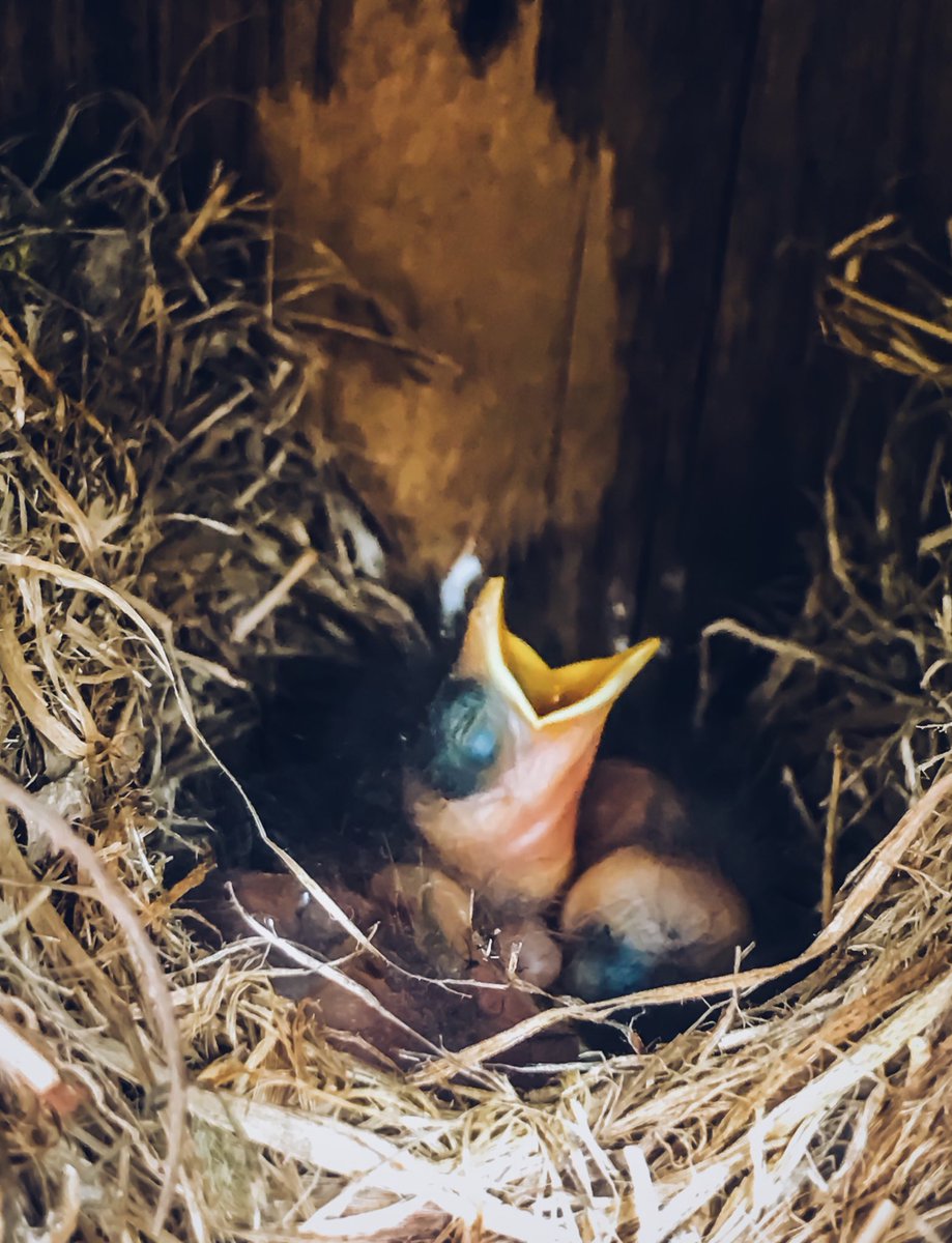 StarPhotogBrit's tweet photo. Our annual visitors have arrived! Love seeing the baby bluebirds in my yards. https://t.co/Lu5Y3JUdF8