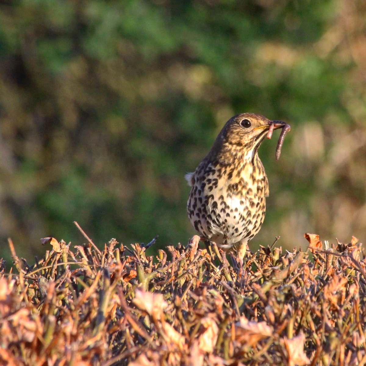 ExpNorthCountry's tweet photo. A hungry (not for long) thrush watching me set up for breakfast this evening. https://t.co/Vupep2C13m