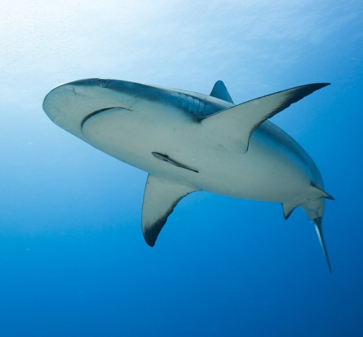 Happy #EarthDay. Please remember, to keep the green, you must save the blue.