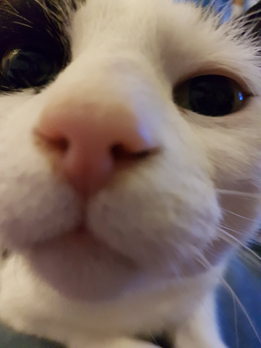 SmidgeCat's tweet photo. Merp!!! You, yes you! Hope you have had a lovely weekend 😽 #sharingthelove #positive #Kindkitty https://t.co/Vrh2TYYl0U