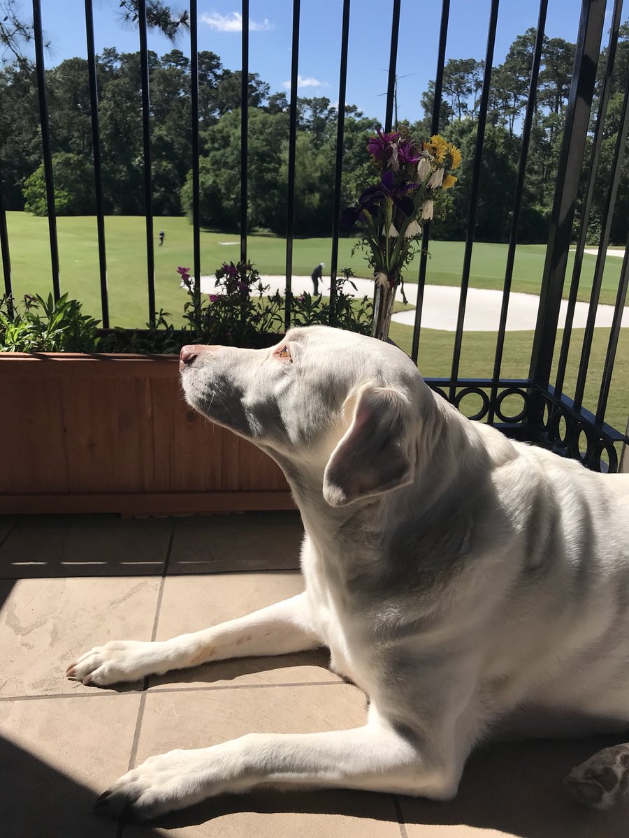MrsMolsberry's tweet photo. Happy Earth Day! 🌎🐕🙏🌍#EarthDay18 @bearbranchelem https://t.co/MhwPerVwno
