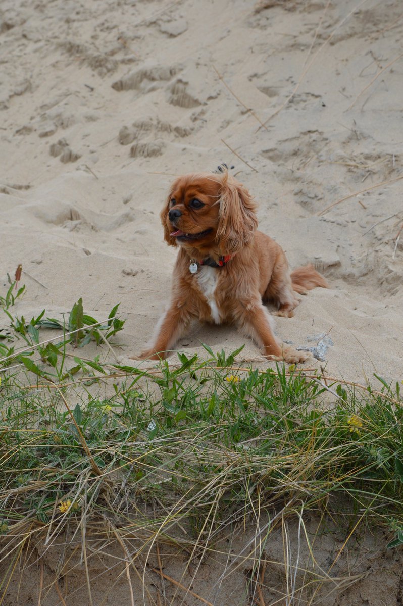 RubyTheCav's tweet photo. Heading to #Crantock tomorrow. Time to place some of our girls ashes in her favourite place. Miss her so much. Gonna be a very difficult week down there! #ripruby #cavpack #rubyfromtheblock #newquay #crantockbeach https://t.co/zUguNP7Wtv