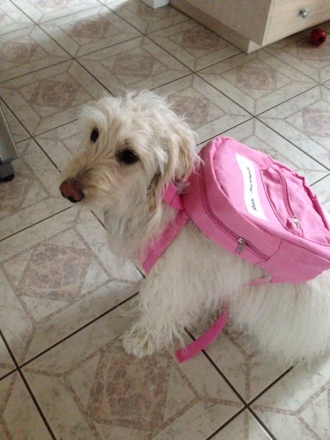 RoseBuddyDog's tweet photo. Ready for my school to be back in session tomorrow! :) #Newbackpack #TheHappyRetriever https://t.co/L93B7wU3Kx