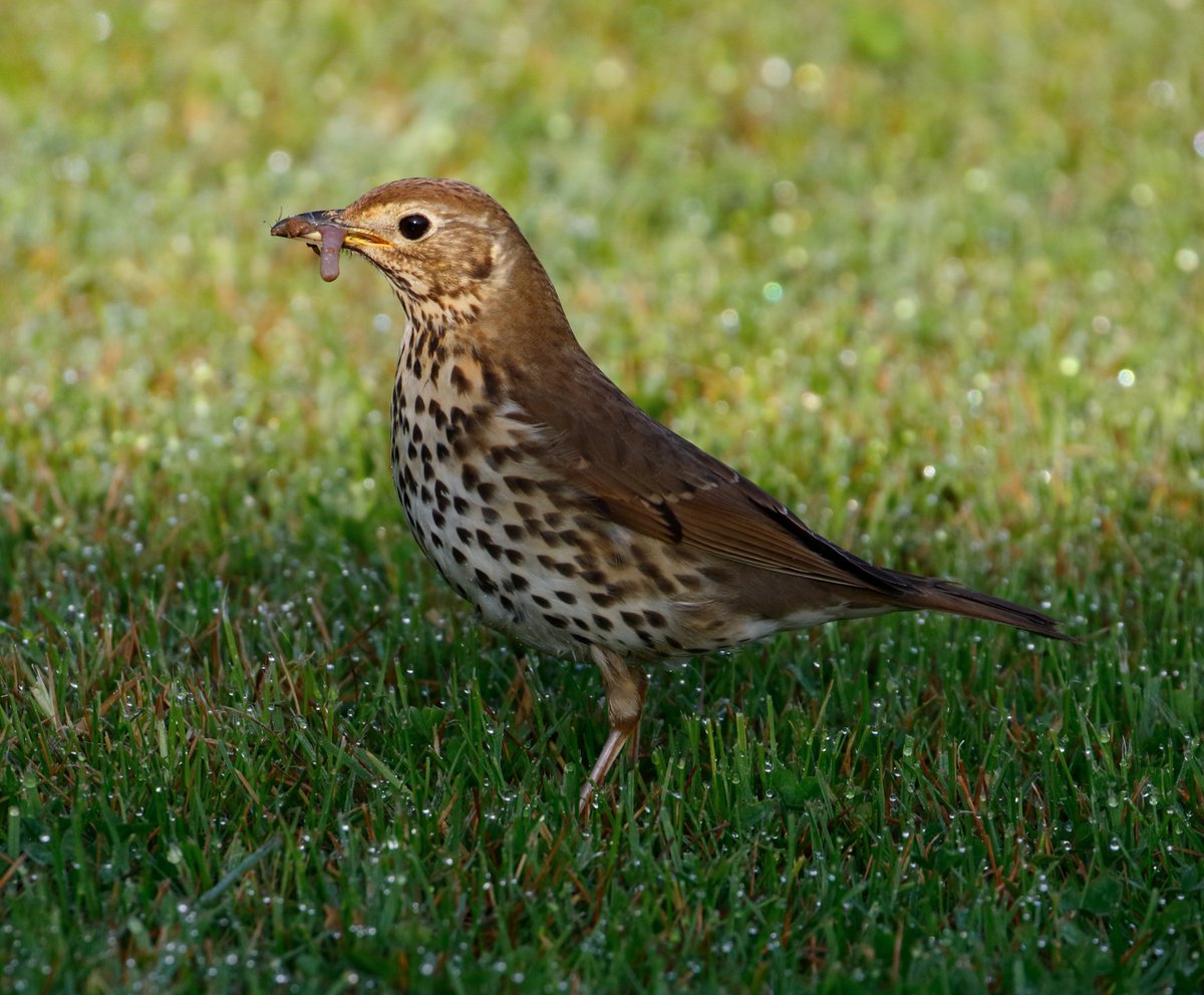 JoKingDevon's tweet photo. And no birding trip would be complete without a photo or two from the campervan window π #SongThrush #Worms #HarmansCross #Dorset https://t.co/c4lldi0lsR
