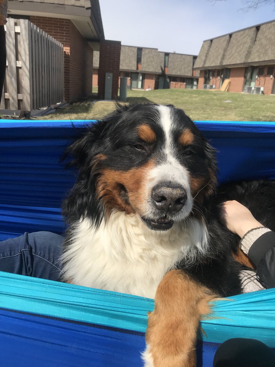 blk_ladybug's tweet photo. If you like dogs and Iowa State, follow my new instagram acct @dogsofisu where you can find all the beautiful dogs of Iowa State's campus and their stories https://t.co/us6sEqjvg1