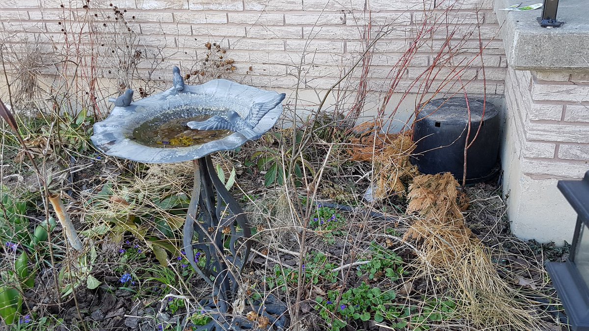 grenouillette0's tweet photo. Festuca grass will have better colour after a spring trim-leave trimmings in garden 4 the birds https://t.co/0v85vAWKLX