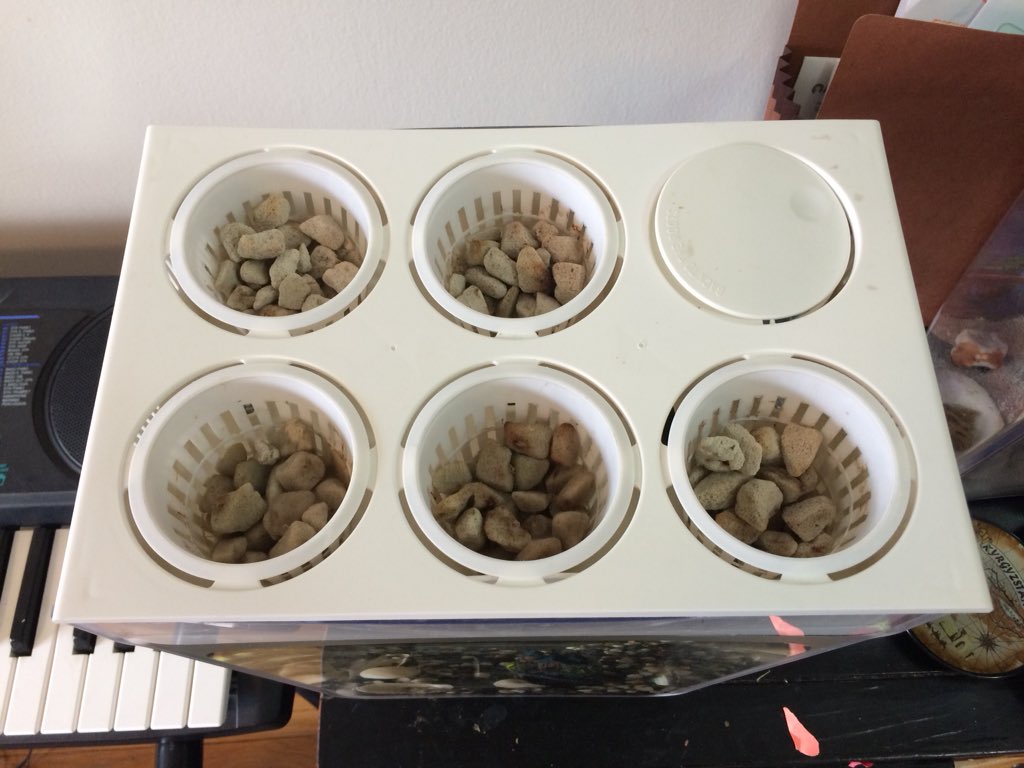 SongbaeLee's tweet photo. Starting a #twitterlog to see how many harvests I can get from one batch of #wheatgrass seeds in my @BacktotheRoots #watergarden https://t.co/GoxbfWaWf6