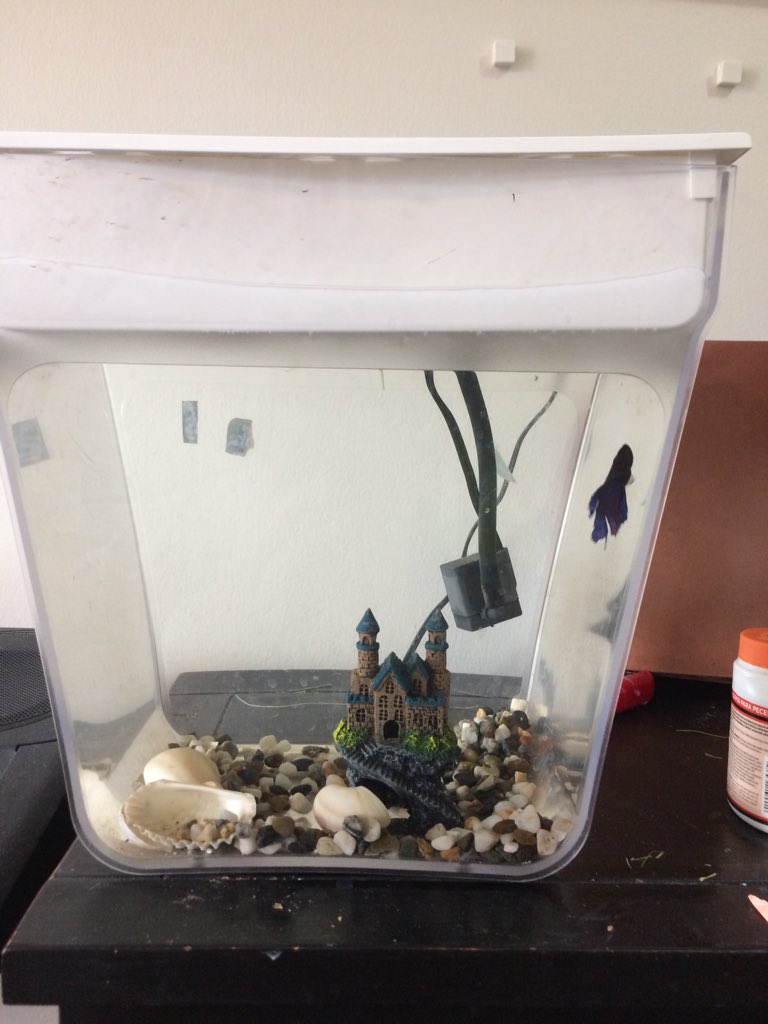 SongbaeLee's tweet photo. Starting a #twitterlog to see how many harvests I can get from one batch of #wheatgrass seeds in my @BacktotheRoots #watergarden https://t.co/GoxbfWaWf6