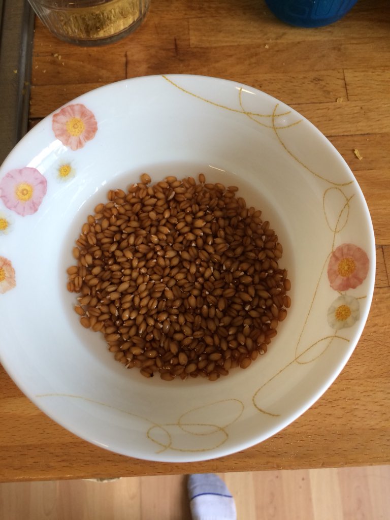 SongbaeLee's tweet photo. Starting a #twitterlog to see how many harvests I can get from one batch of #wheatgrass seeds in my @BacktotheRoots #watergarden https://t.co/GoxbfWaWf6