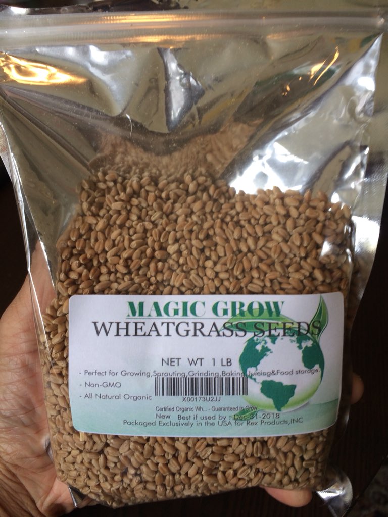 SongbaeLee's tweet photo. Starting a #twitterlog to see how many harvests I can get from one batch of #wheatgrass seeds in my @BacktotheRoots #watergarden https://t.co/GoxbfWaWf6