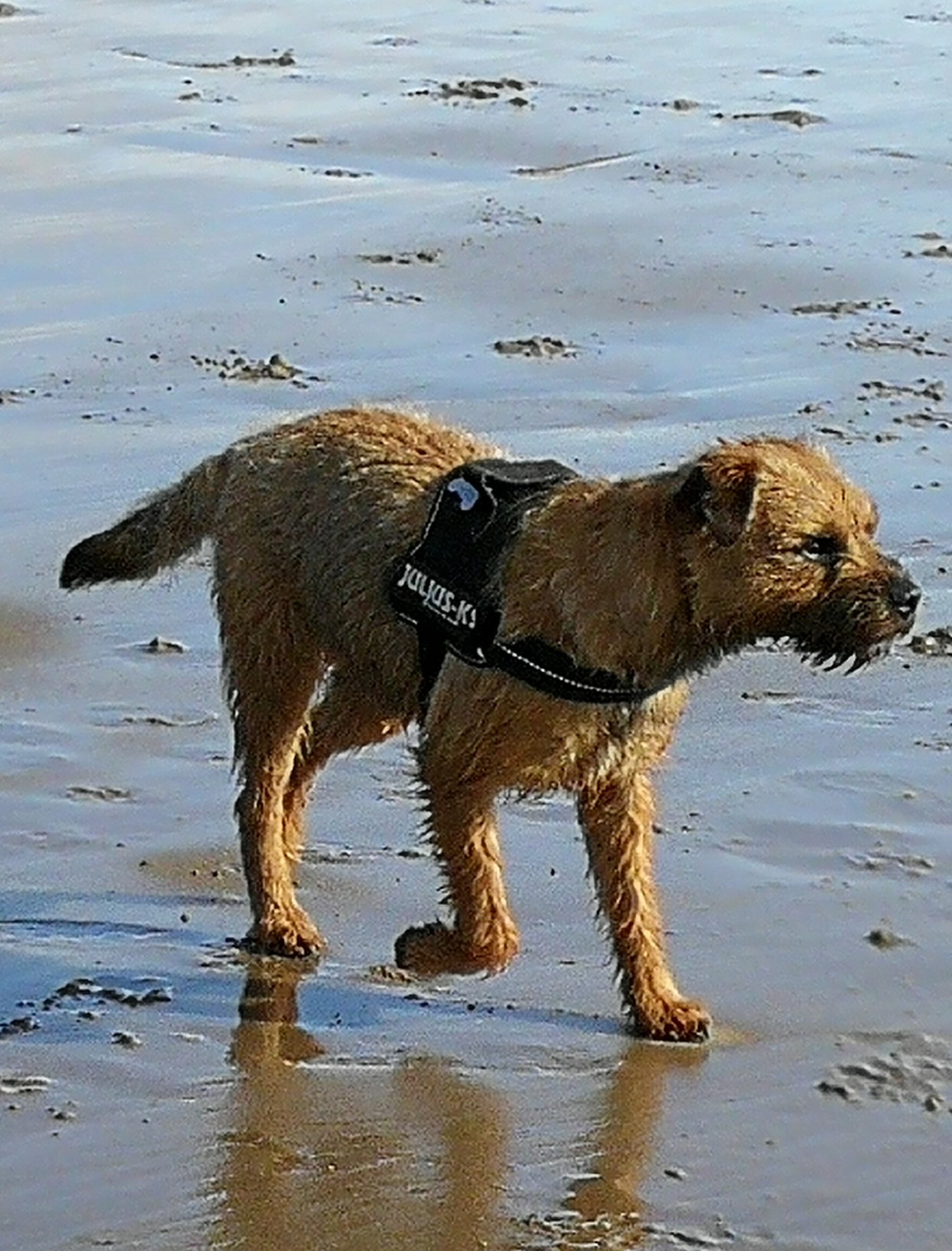Border Terrier Wales on X Jack Bella Barney and Peggy on today s meet up at Barry Island borderterrierwales borderterrier https t d2KLwbO4OB X
