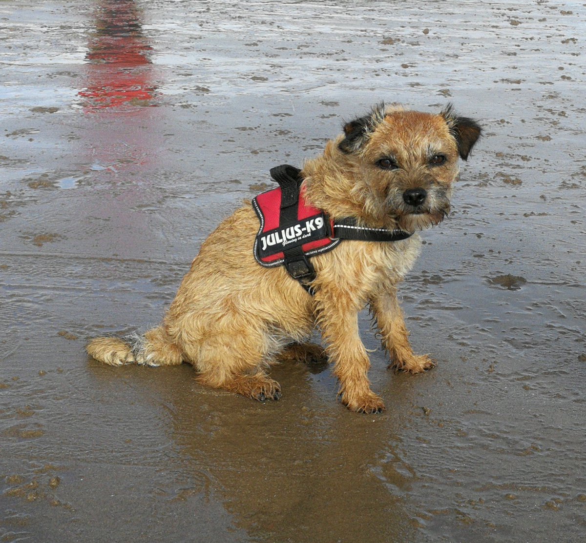 BT_WALES's tweet photo. Jack, Bella, Barney and Peggy on today's meet up at Barry Island #borderterrierwales #borderterrier https://t.co/d2KLwbO4OB