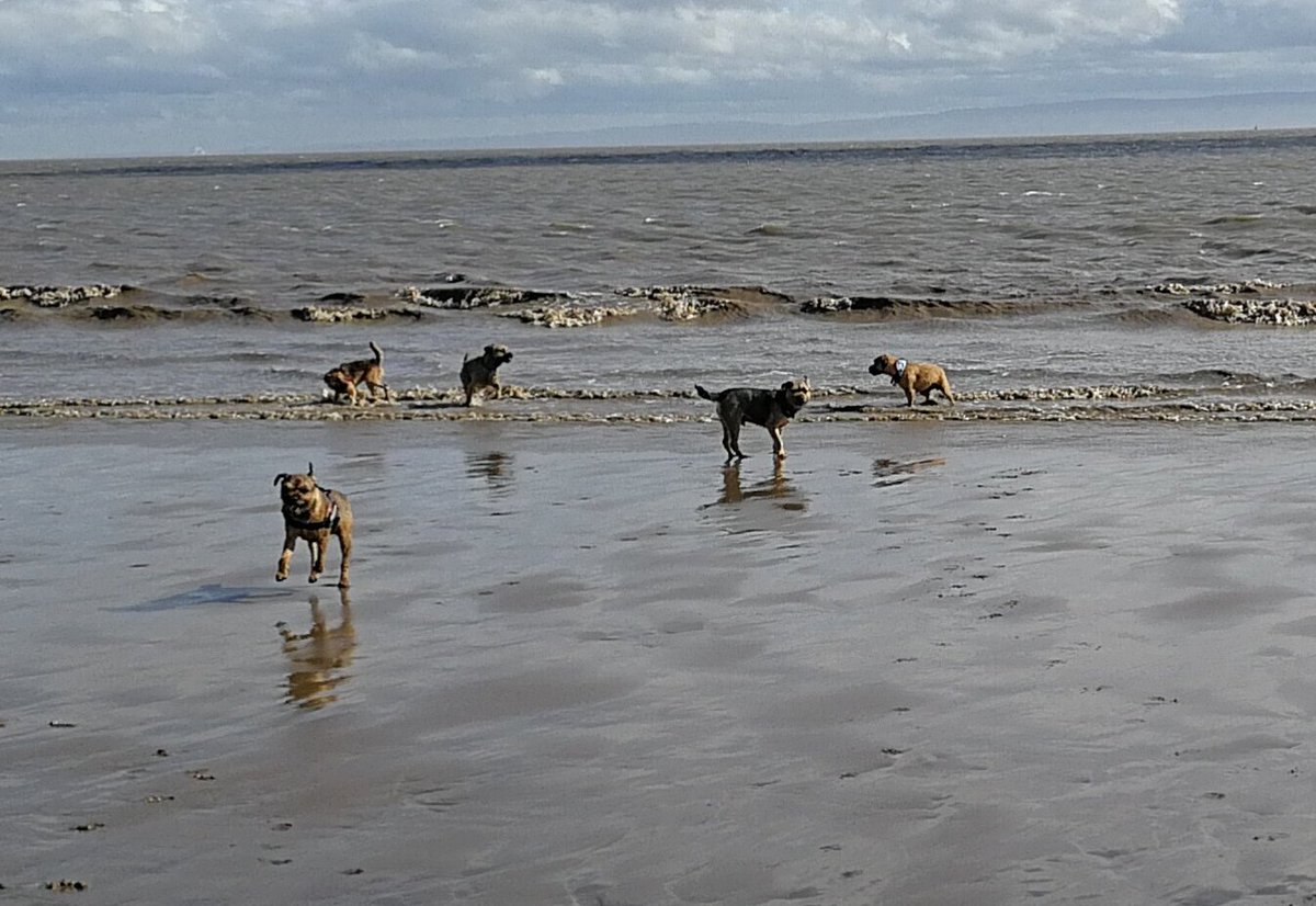 BT_WALES's tweet photo. Some more pics from today on Barry Island #borderterrierwales #borderterrier https://t.co/fh7aXbm7NN