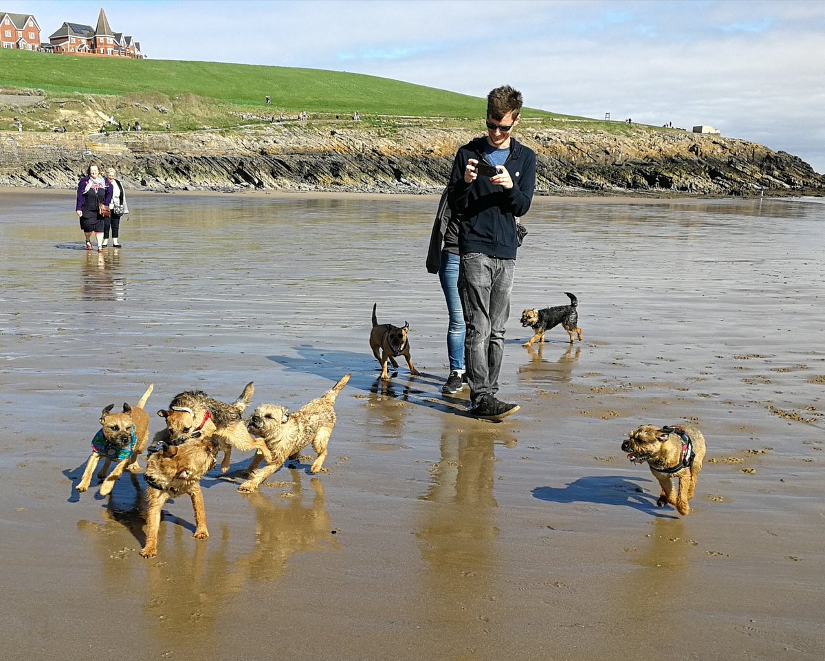 BT_WALES's tweet photo. Some more pics from today on Barry Island #borderterrierwales #borderterrier https://t.co/fh7aXbm7NN