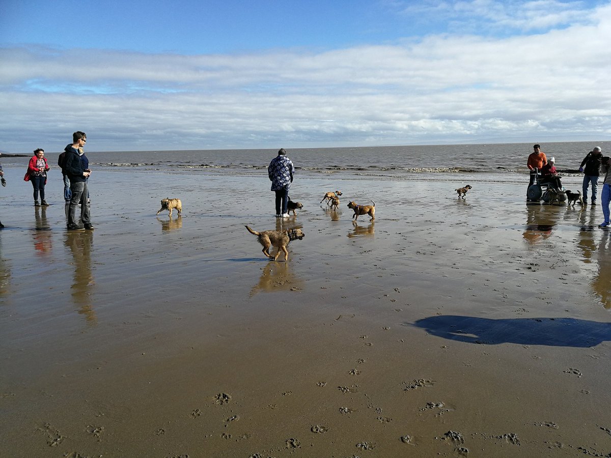 BT_WALES's tweet photo. Some more pics from today on Barry Island #borderterrierwales #borderterrier https://t.co/fh7aXbm7NN